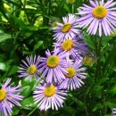 Aster - Astra