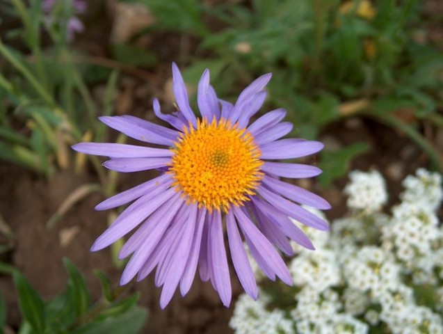 Aster - Astra
Avtor: katrinca rastline.mojforum.si