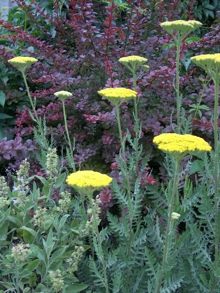 Achillea - Rman
Avtor: katrinca
rastline.mojforum.si