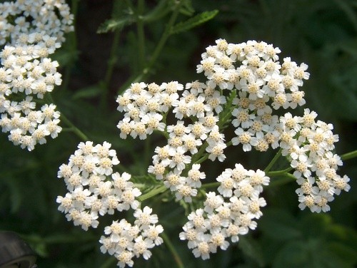 Achillea - Rman
Avtor: katrinca
rastline.mojforum.si