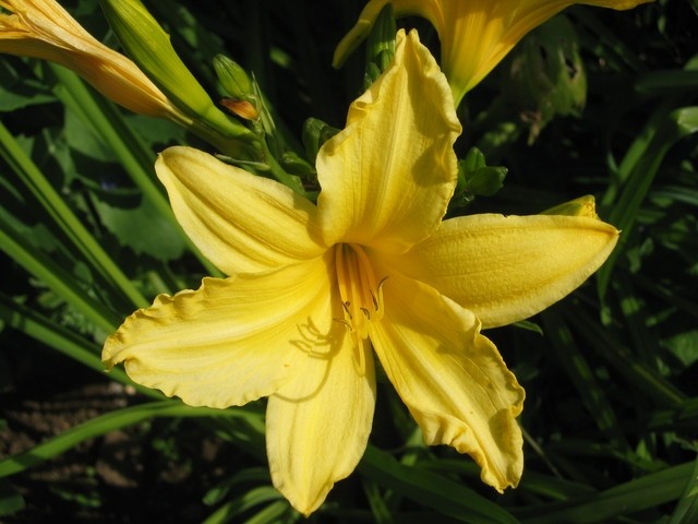 Hemerocallis - Maslenica
H. 'Golden Song'  Avtor: zupka, rastline.mojforum.si