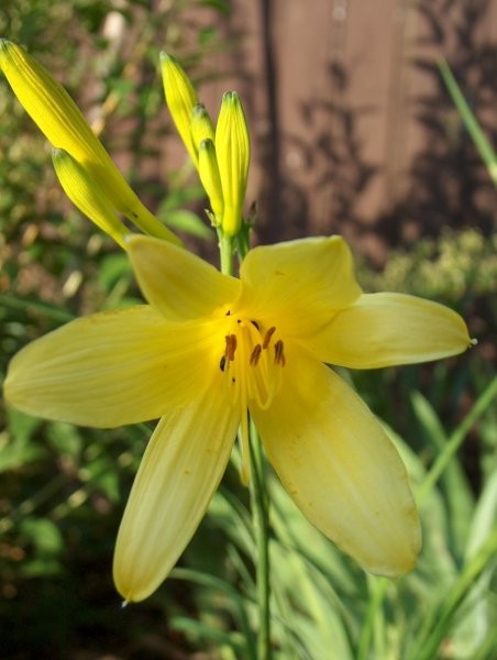 Hemerocallis - Maslenica, enodnevna lilija
Avtor: katrinca
rastline.mojforum.si