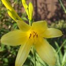Hemerocallis - Maslenica, enodnevna lilija
Avtor: katrinca
rastline.mojforum.si