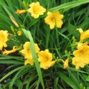 Hemerocallis - Maslenica, enodnevna lilija
Avtor: Gretka*
rastline.mojforum.si
