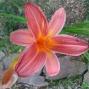 Hemerocallis - Maslenica, enodnevna lilija
Avtor: gretka*
rastline.mojforum.si