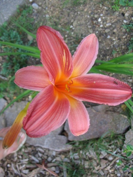 Hemerocallis - Maslenica, enodnevna lilija
Avtor: gretka*
rastline.mojforum.si