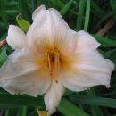 Hemerocallis - Maslenica, enodnevna lilija
Avtor: Gretka*
rastline.mojforum.si
