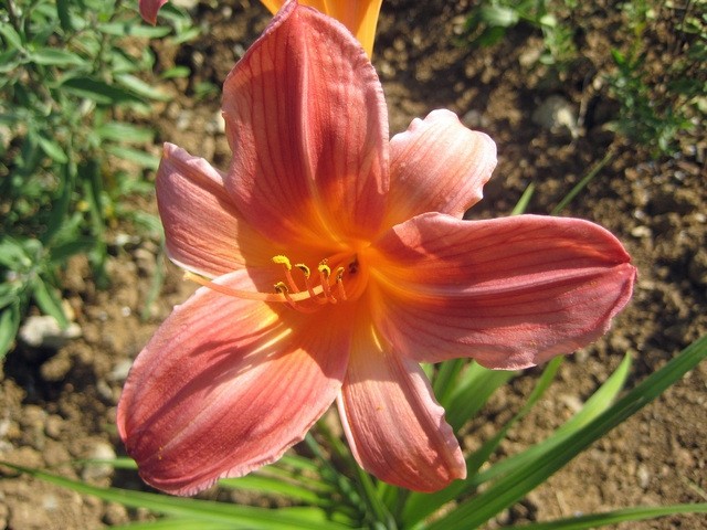 Hemerocallis - Maslenica, enodnevna lilija Avtor:zupka
rastline.mojforum.si