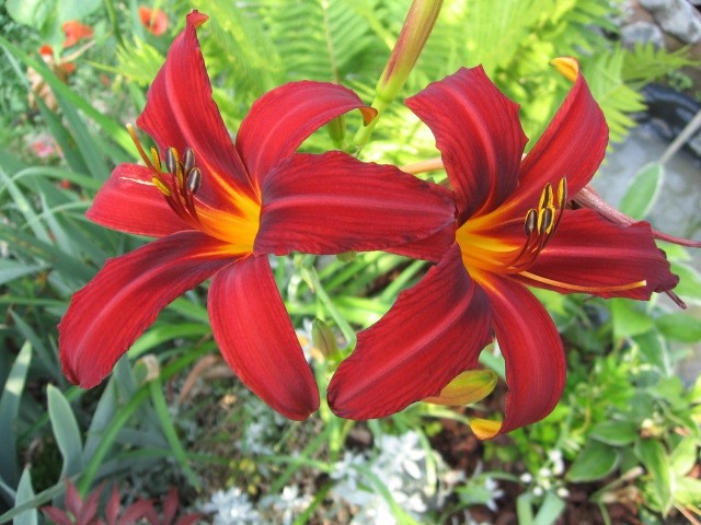 Hemerocallis - Maslenica, enodnevna lilija Avtor: linda
rastline.mojforum.si