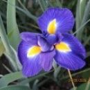 Iris - Perunika, Iris