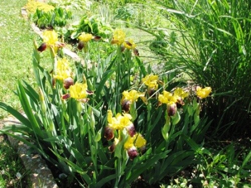Iris - Bradata perunika, Iris  Avtor: magnolija, rastline.mojforum.si