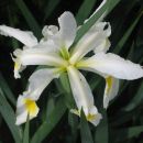 Iris spuria – Stepska perunika, nebradata Avtor:zupka, rastline.mojforum.si 