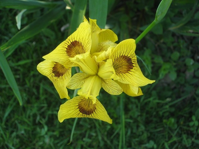 Iris pseudacorus  ROY DAVIDSON - Vodna perunika, nebradata
Avtor:zupka, rastline.mojforum
