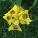 Iris pseudacorus  ROY DAVIDSON - Vodna perunika, nebradata
Avtor:zupka, rastline.mojforum