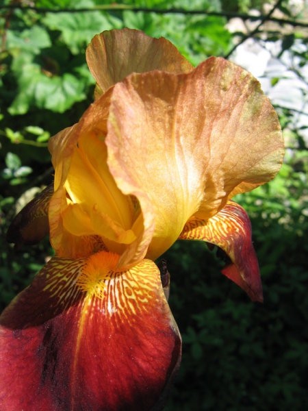 Iris - Bradata perunika, Iris
Avtor: potonka
rastline.mojforum.si