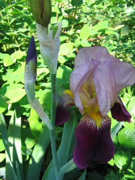 Iris - Bradata perunika,
Avtor: potonka
rastline.mojforum.si
