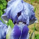 Iris 'Blue Bumble' 
Avtor: zupka
rastline.mojforum.si