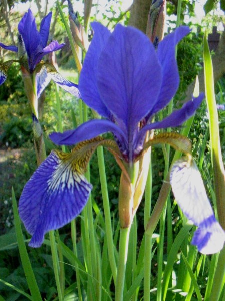 Iris sibirica – sibirska perunika,nebradata Avtor:katrinca 
rastline.mojforum.si 
