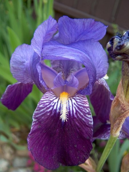 Iris - Bradata perunika,
Avtor: katrinca
rastline.mojforum.si