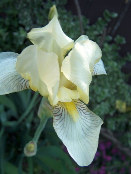 Iris - Bradata perunika,
Avtor: katrinca
rastline.mojforum.si