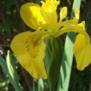 Iris  – Perunika, nebradata 
Avtor:katrinca 
rastline.mojforum.si 