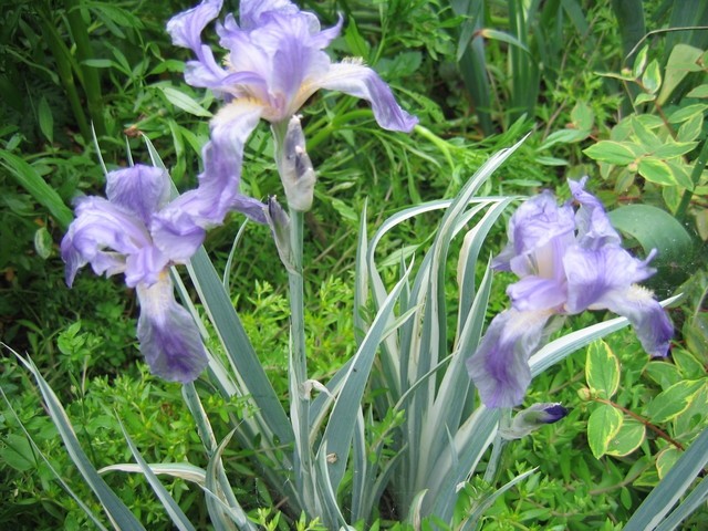 Iris - Bradata perunika,
Avtor: potonka
rastline.mojforum.si