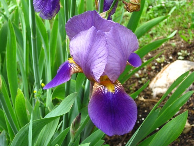 Iris sibirica – sibirska perunika,nebradata Avtor:muha 
rastline.mojforum.si 