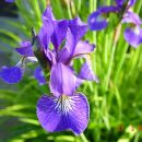 Iris sibirica – sibirska perunika,nebradata Avtor:muha
rastline.mojforum.si 