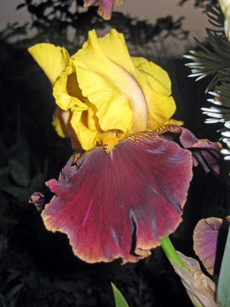 Iris - Bradata perunika, Iris
Avtor: zupka
rastline.mojforum.si