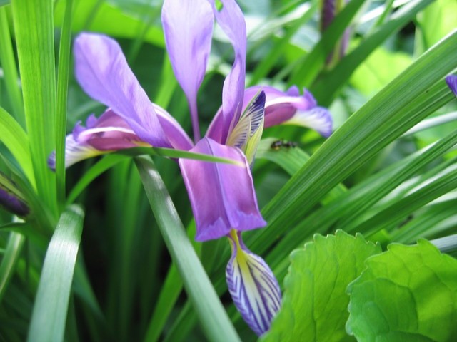 Iris - Kraški iris
Avtor:potonka
rastline.mojforum.si