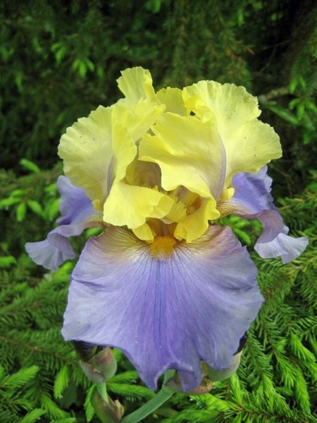 Iris - Bradata perunika, Iris
Avtor: zupka
rastline.mojforum.si
