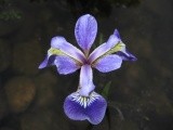 Iris -Perunika
Avtor: linda
rastline.mojforum.si