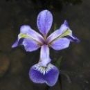 Iris -Perunika
Avtor: linda
rastline.mojforum.si