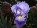 Iris -Perunika
Avtor: linda
rastline.mojforum.si