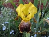 Iris -Perunika
Avtor: linda
rastline.mojforum.si