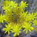 Sedum - Homulica
Avtor: zupka
rastline.mojforum.si