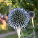 Echinops - Bodoglavec, glavač Avtor: katrinca
rastline.mojforum.si