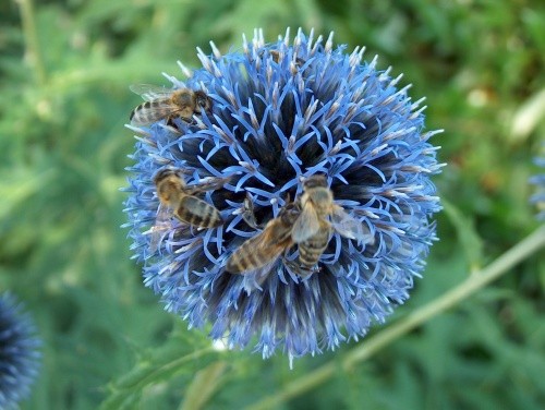 Echinops - Bodoglavec, glavač Avtor: katrinca
rastline.mojforum.si