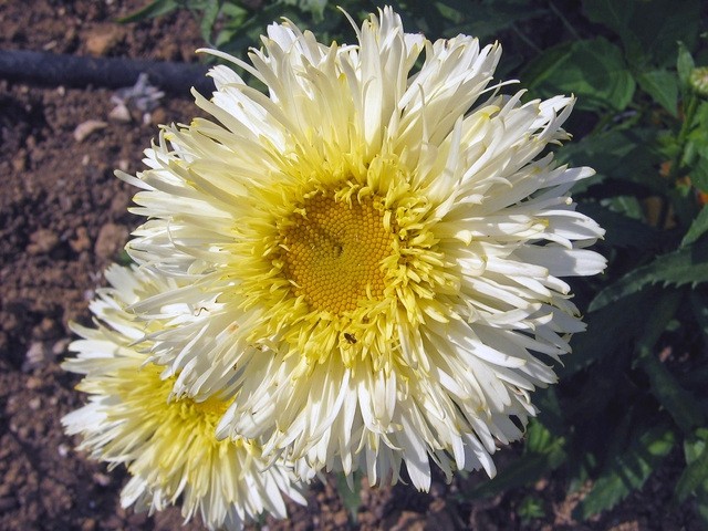 Chrysanthemum - Vrtna marjeta, krizantema
C.maximum 'Goldrausch', avtor: zupka, rastline.
