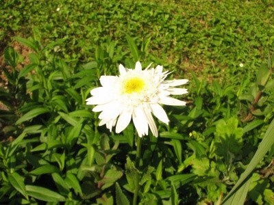 Chrysanthemum - Vrtna marjeta, krizantema
Avtor: magnolija, rastline.mojforum.si