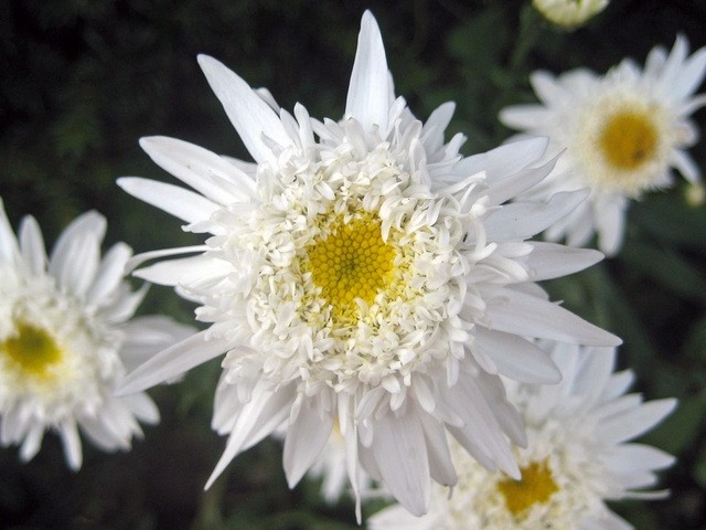 Chrysanthemum - Vrtna marjeta, krizantema
Avtor: zupka
rastline.mojforum.si