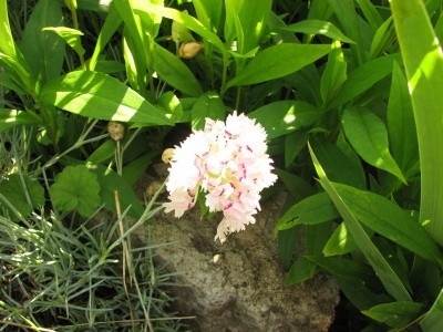 Dianthus - Nagelj, nageljček
Avtor:magnolija
rastline.mojforum.si