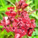 Dianthus barbatus-brkati nageljček-turški nageljček Avtor: vrtnarka
rastline.mojforum.si