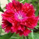 Dianthus - Nagelj, nageljček Avtor: linda
rastline.mojforum.si