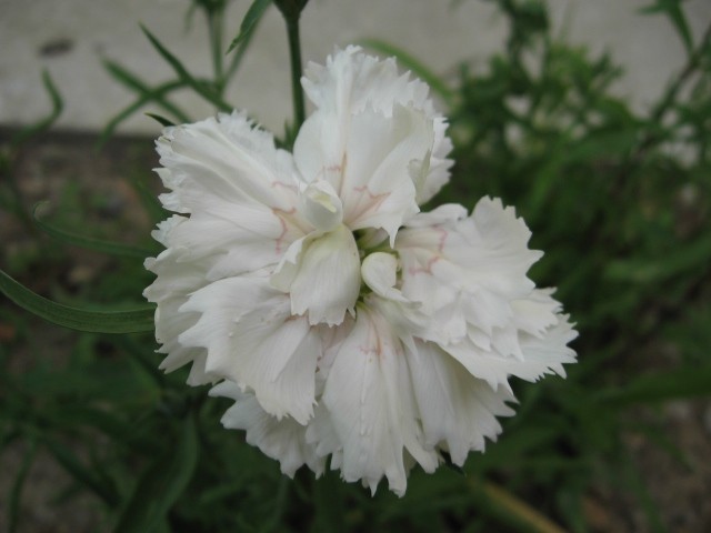 Dianthus - Nagelj, nageljček Avtor: linda
rastline.mojforum.si