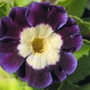 Primula - Jeglič, primula