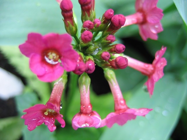 Primula japonica-japonski jeglič
Avtor: potonka
rastline.mojforum.si