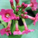 Primula japonica-japonski jeglič
Avtor: potonka
rastline.mojforum.si