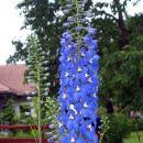 D.elantum, Avtor: zupka, rastline.mojforum.si