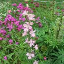 Delphinium - Ostrožnik
Avtor: linda rastline.mojforum.si